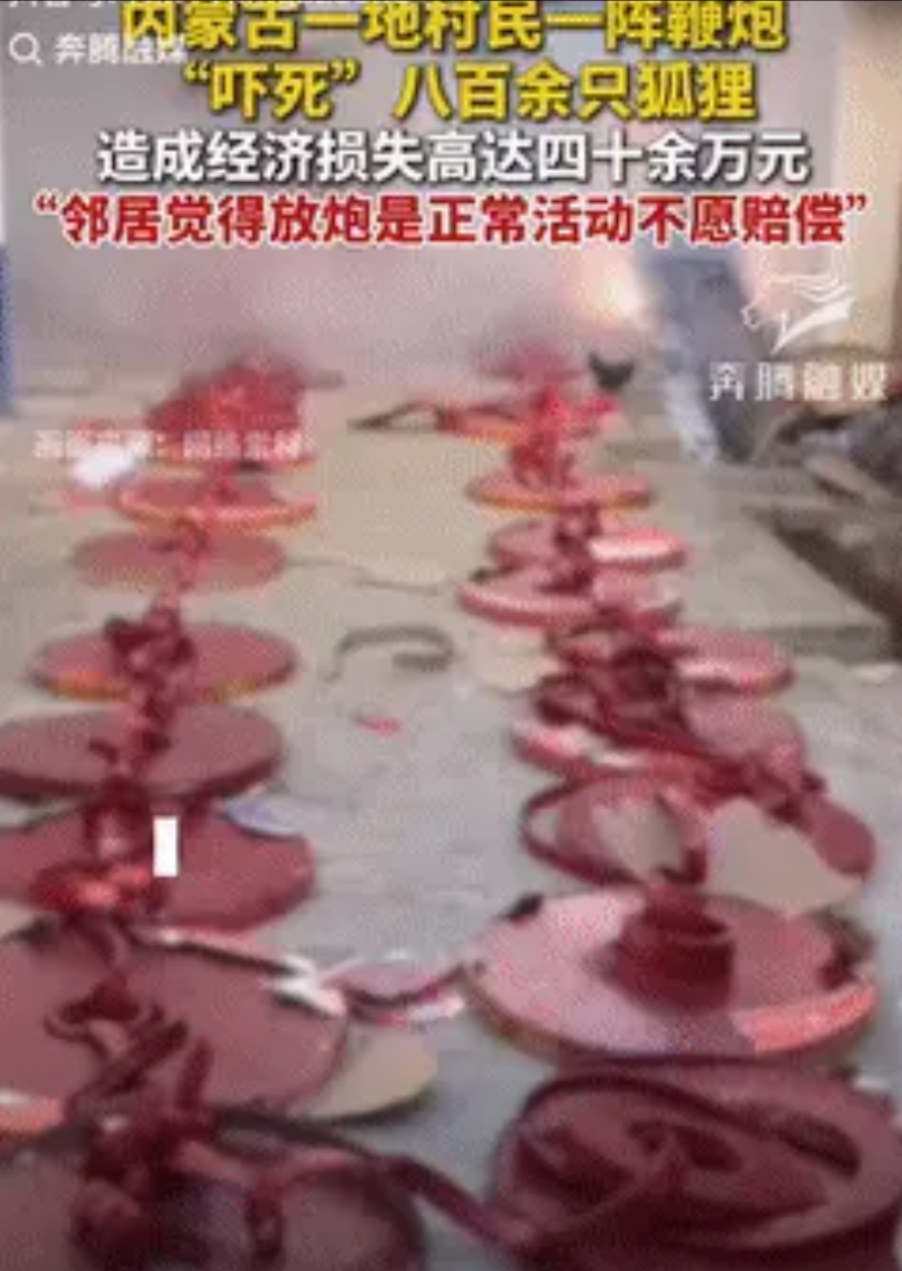 亏大发了！内蒙古巴尔淖尔，一村民因举办活动放鞭炮，导致邻居家养殖场内的狐狸收到惊