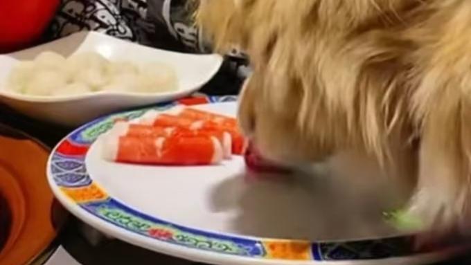 北京，一女子带狗吃火锅，让狗上桌吃羊肉卷，还笑着拍视频炫耀。