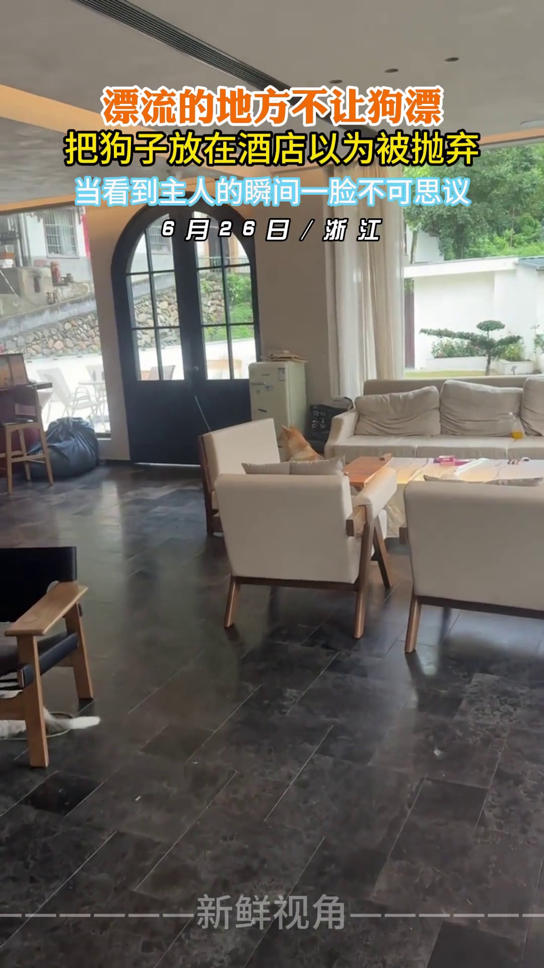 把狗子放在酒店以为被抛弃 当看到主人的瞬间一脸不可思议