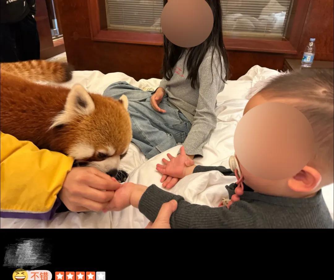 【小熊猫叫早服务，被叫停！】近日，重庆一酒店小熊猫叫早服务引发争议。不少网友认为