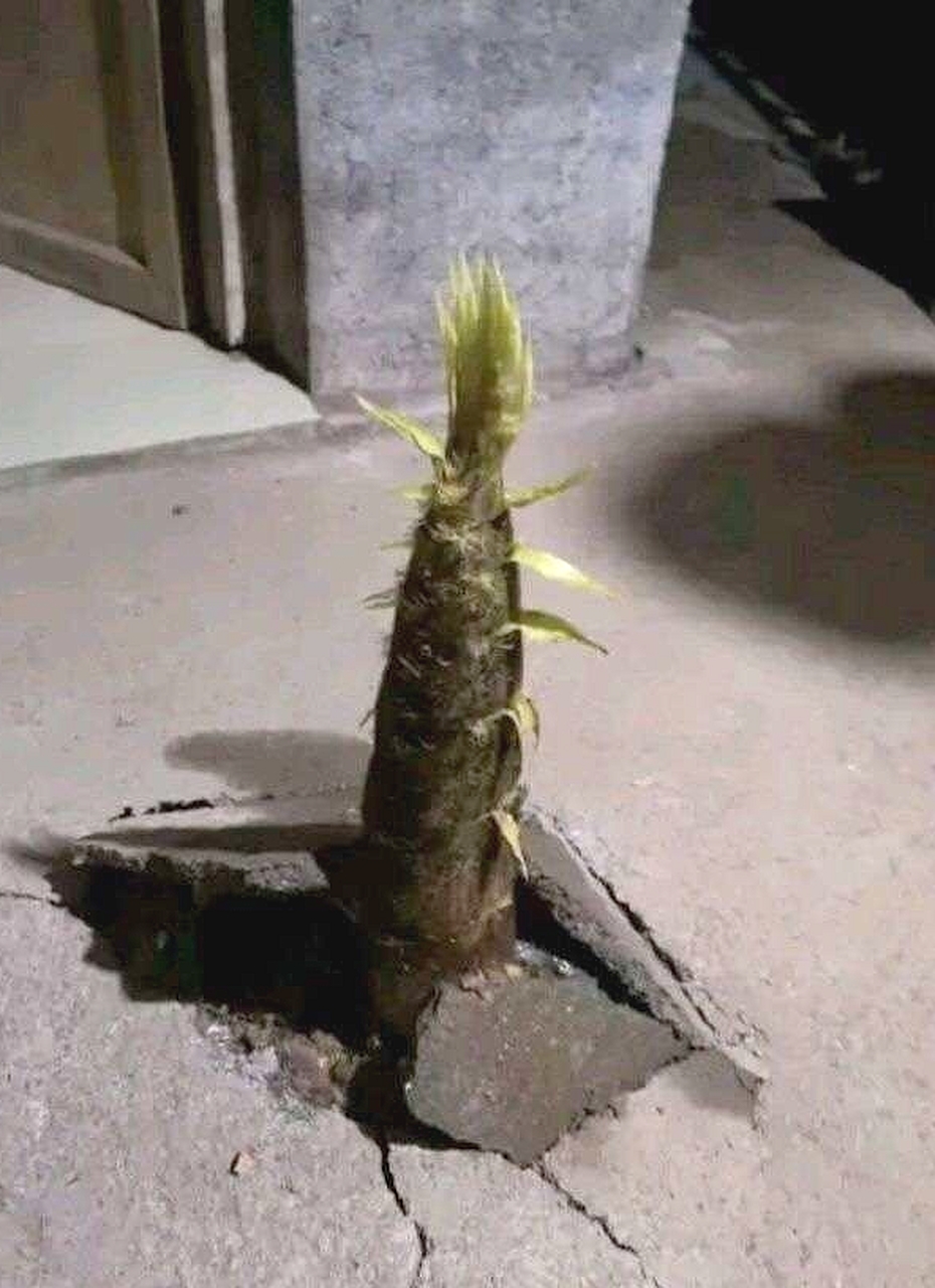 家里地面钻出这个东西...不知道是寓意这什么？