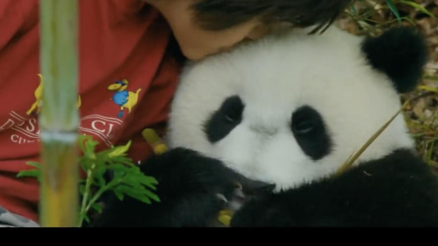 《熊猫月亮》：刘烨带儿女出演的大银幕首作