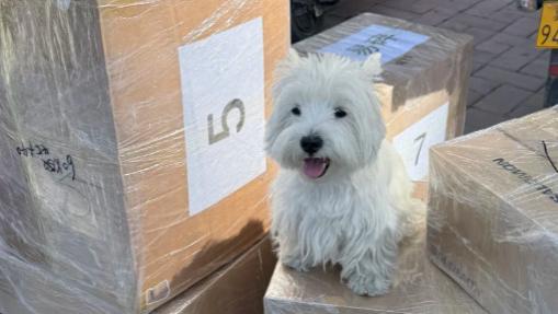 带小猫/小狗出行用哪个物流，带宠物长途搬家哪个平台靠谱？