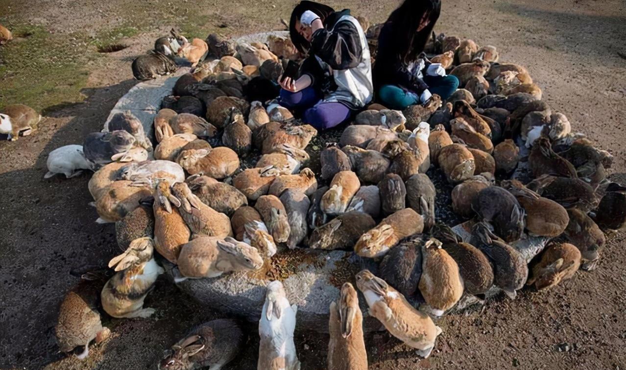 生物入侵有多可怕——2000年，为了消灭60亿只兔子，澳大利亚出动轰炸机群，在自