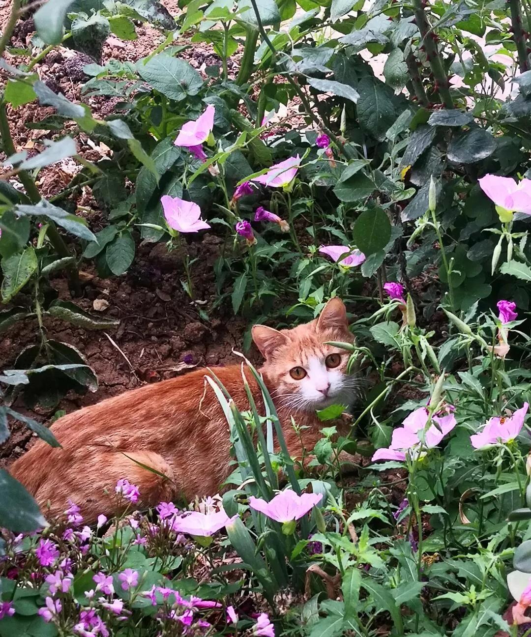 看了三亚女生被蛇咬身亡这个事后，
一直想不明白，猫可是蛇鼠的天敌，它并不会伤害人