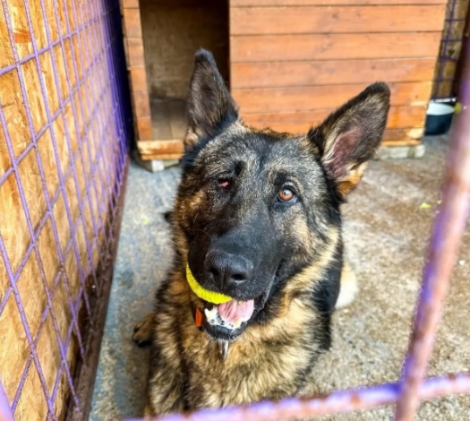 “赶紧走，我不喜欢你”——退役警犬天狼，被晾衣架赶出家门