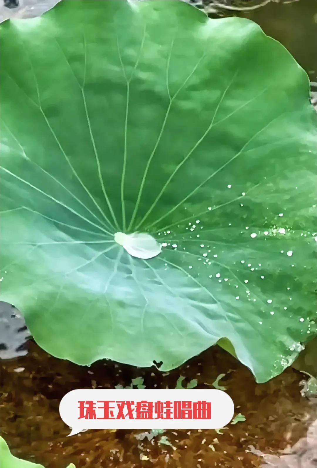 上联：珠玉戏盘蛙唱曲
