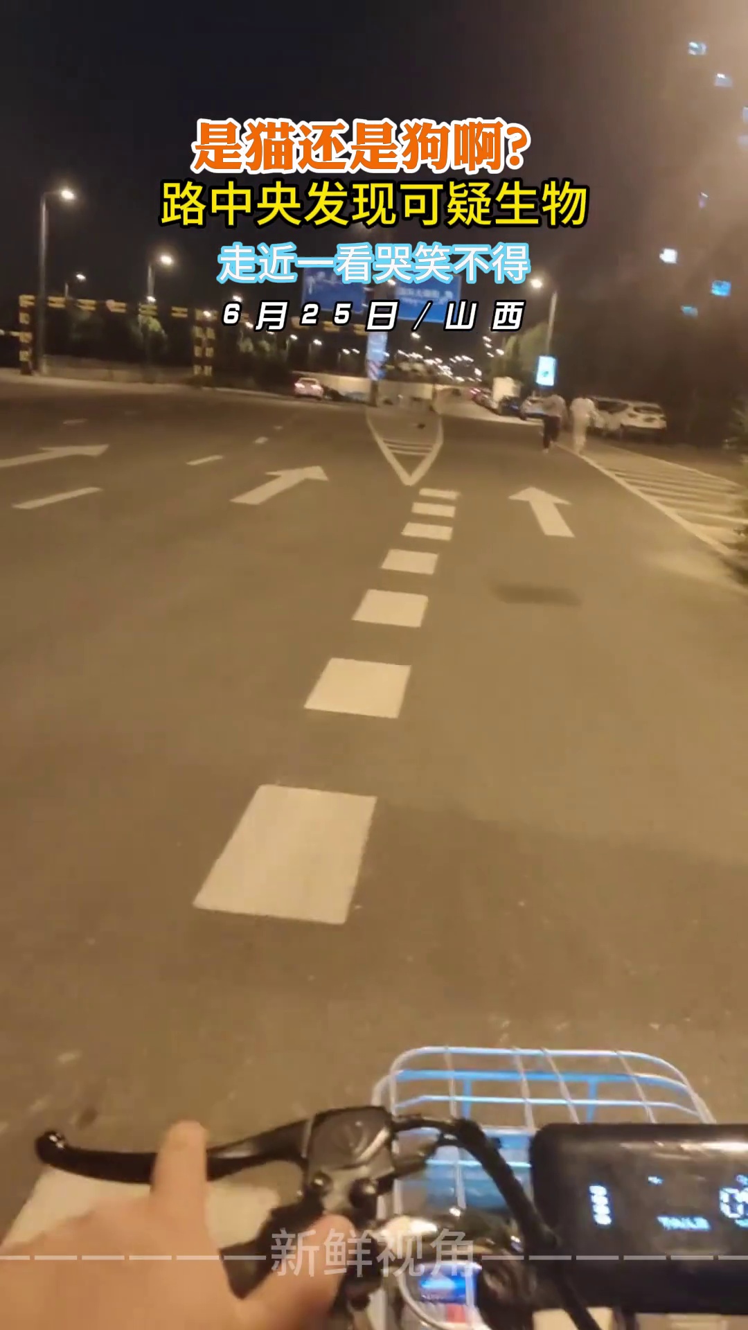 是猫还是狗啊？路中央发现可疑生物 走近一看哭笑不得