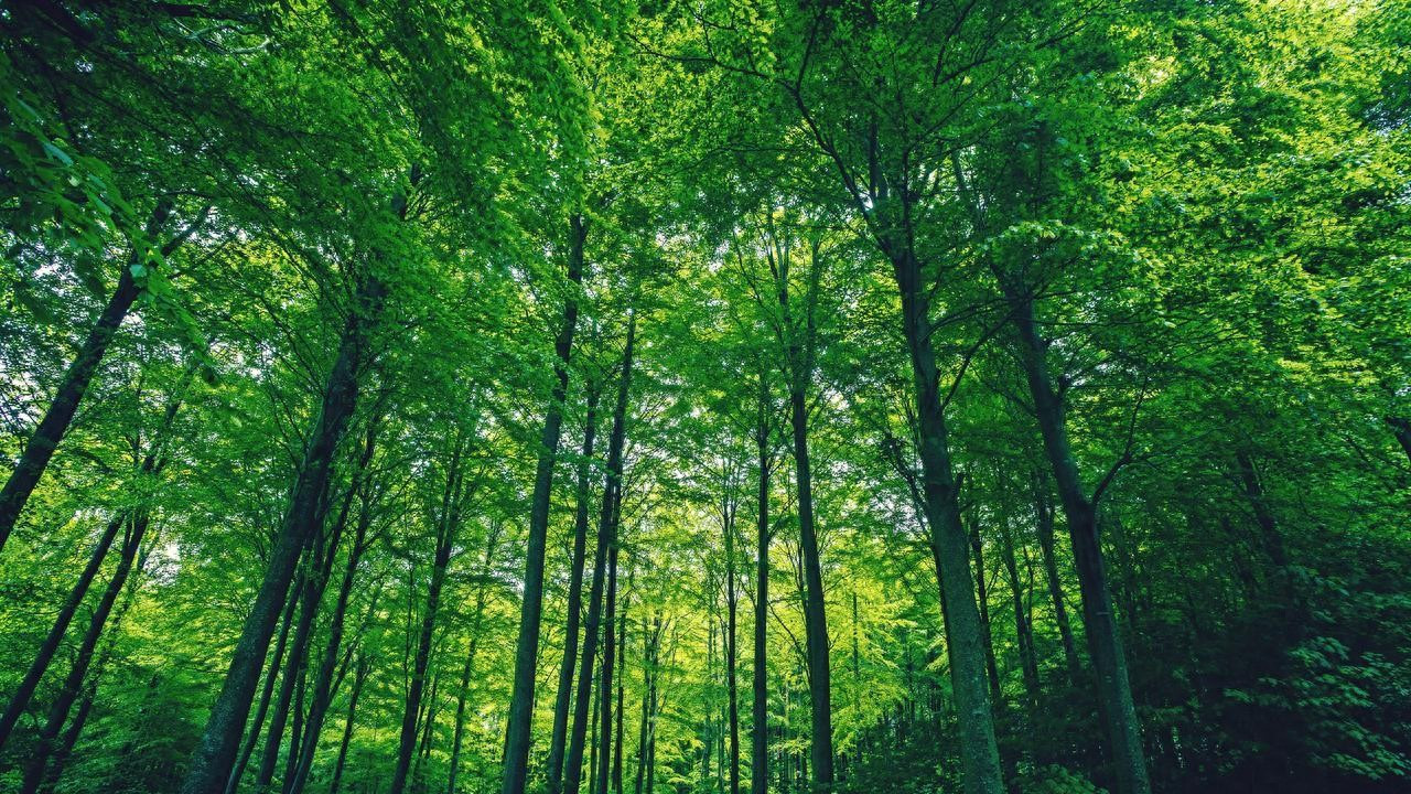 丝印烤盘耐高温220℃以上：手机盖板玻璃镜片高端工艺的核心支撑