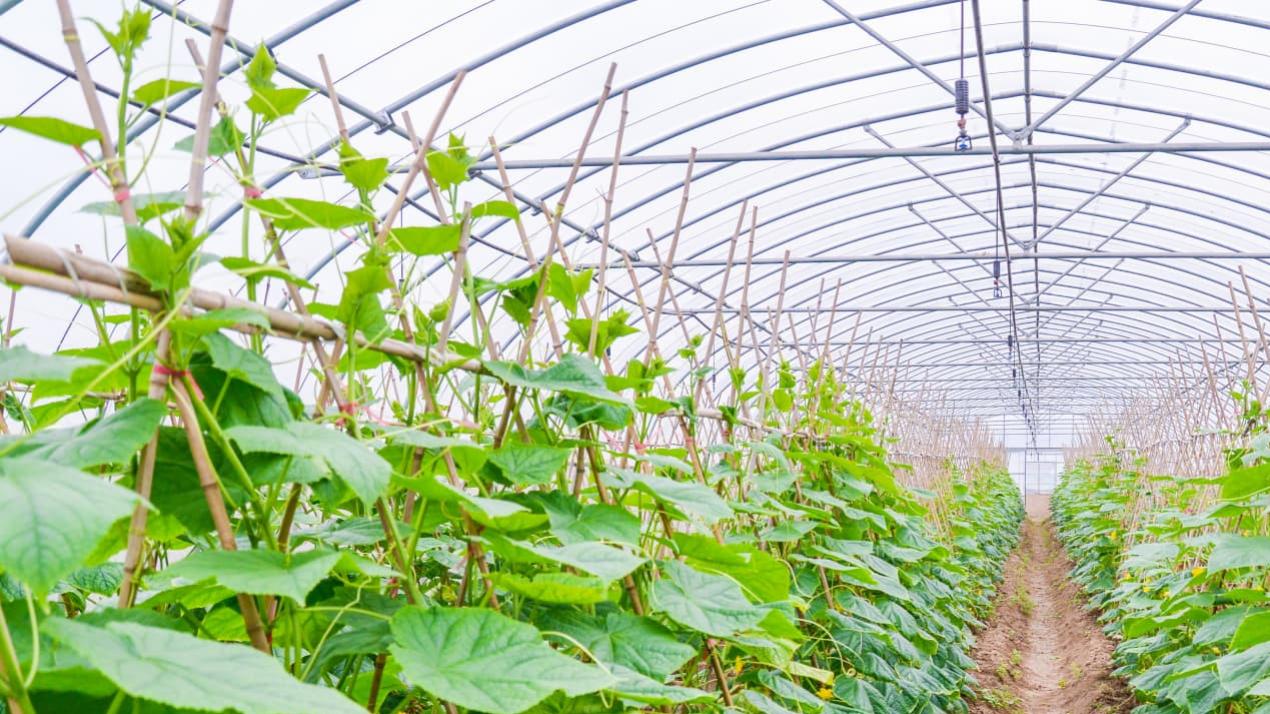 一周控旺实战技巧，必看！山地小麦，矮化密植的丰收秘诀