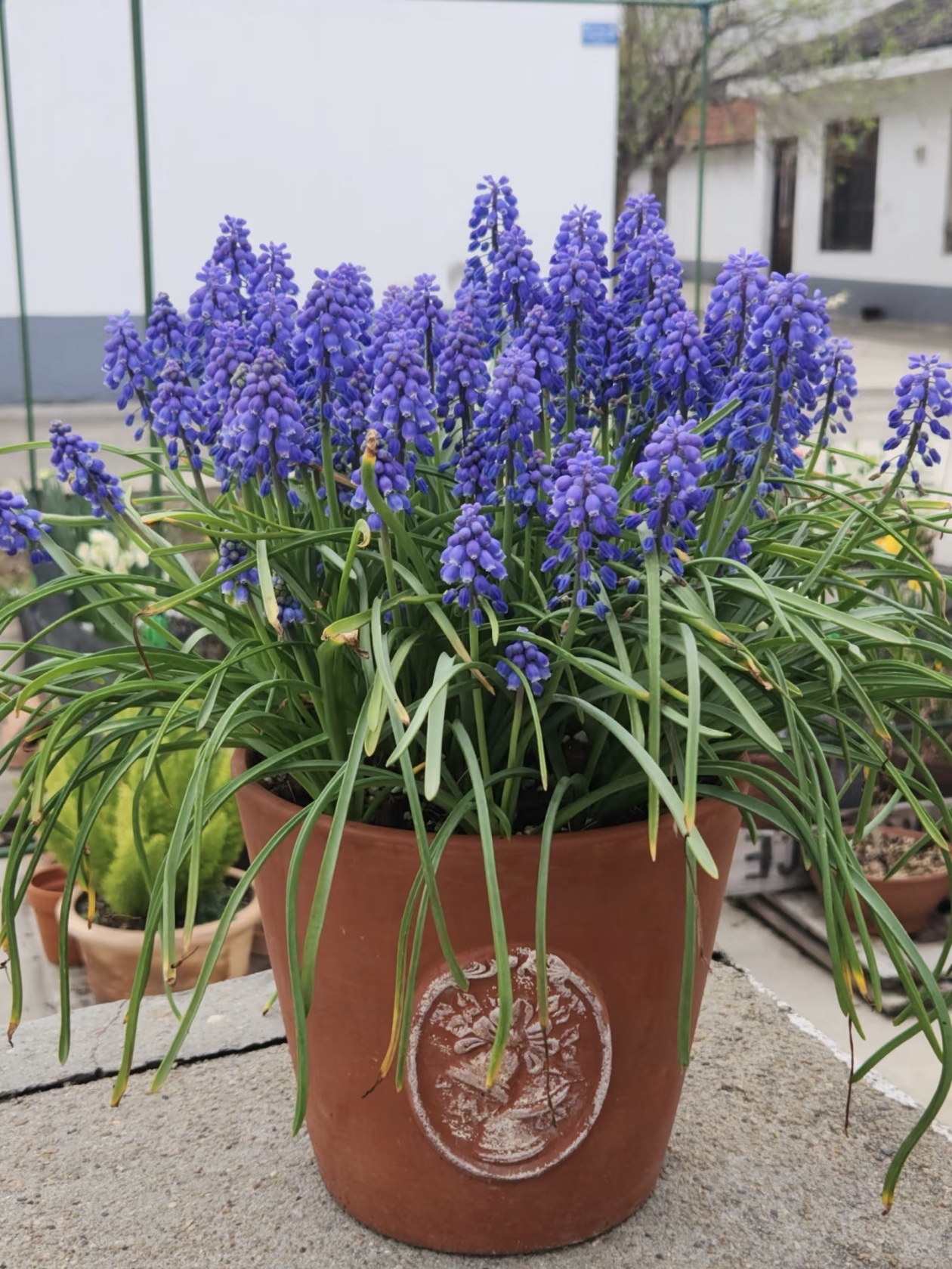 放弃种漳州水仙后，球根植物承包了所有色彩！