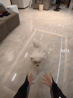 缘分来了挡都挡不住！广东一外卖小哥正在路口等红灯，无意间发现一只小狗正在过马路，