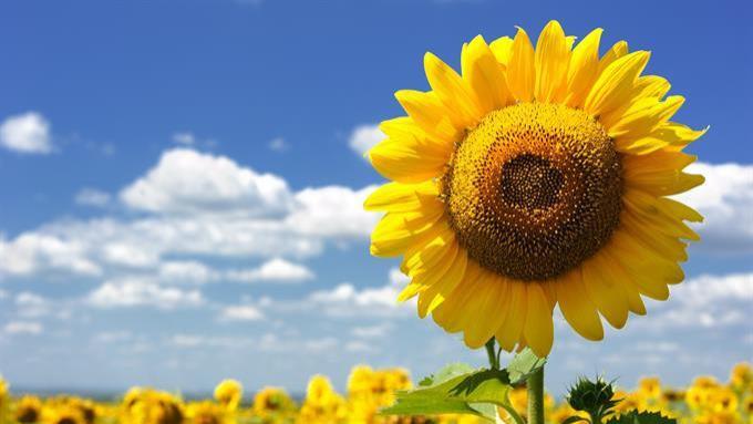 安德塔屋人类图流日指引2025年11月17日