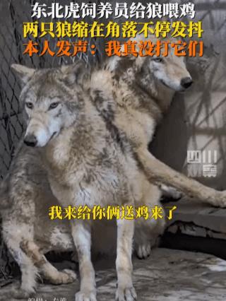 闻着味就害怕！河南，一饲养员给动物园里的狼喂鸡，没想到刚走到笼子口，发现两头狼依