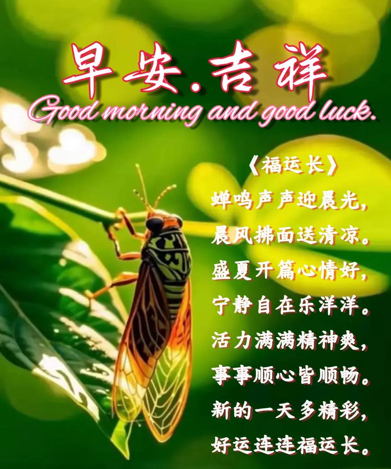 朋友：早安吉祥！
《福运长》
蝉鸣声声迎晨光，晨风拂面送清凉。
盛夏开篇心情好，