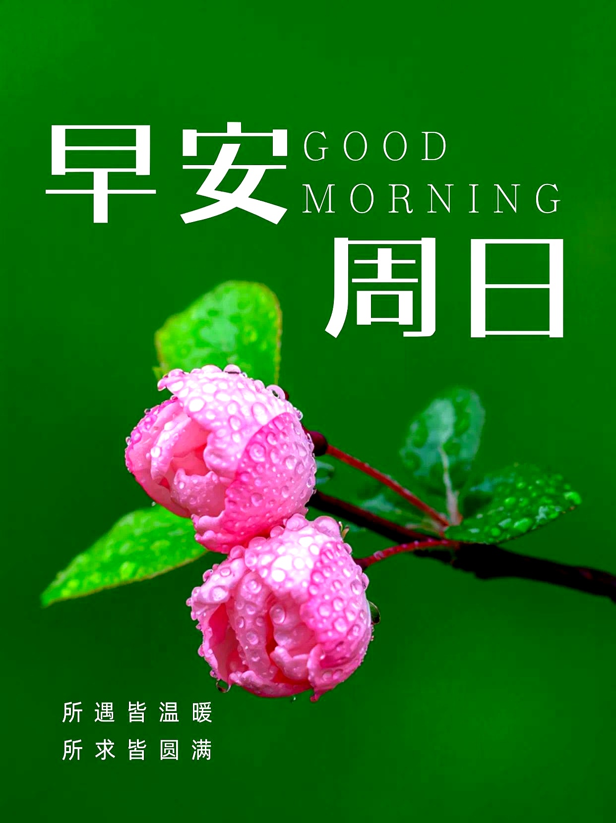 春天来了，娱乐圈也热闹起来了。某顶流恋情曝光，粉丝哭天抢地，唯粉嚷嚷着房子塌了。
