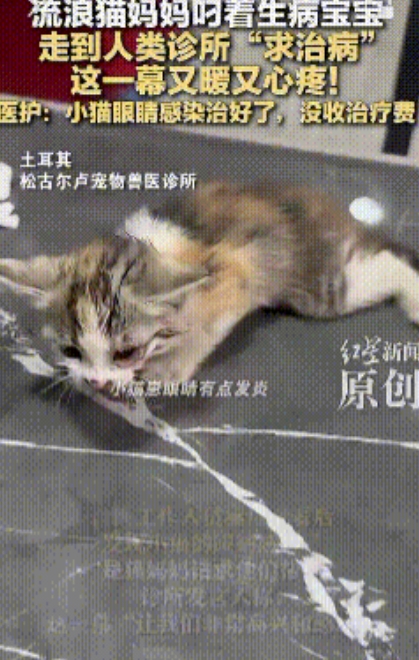泪目了！土耳其，一流浪猫妈妈叼着生病的小猫咪来到人类诊所“求治病”，兽医立刻展开