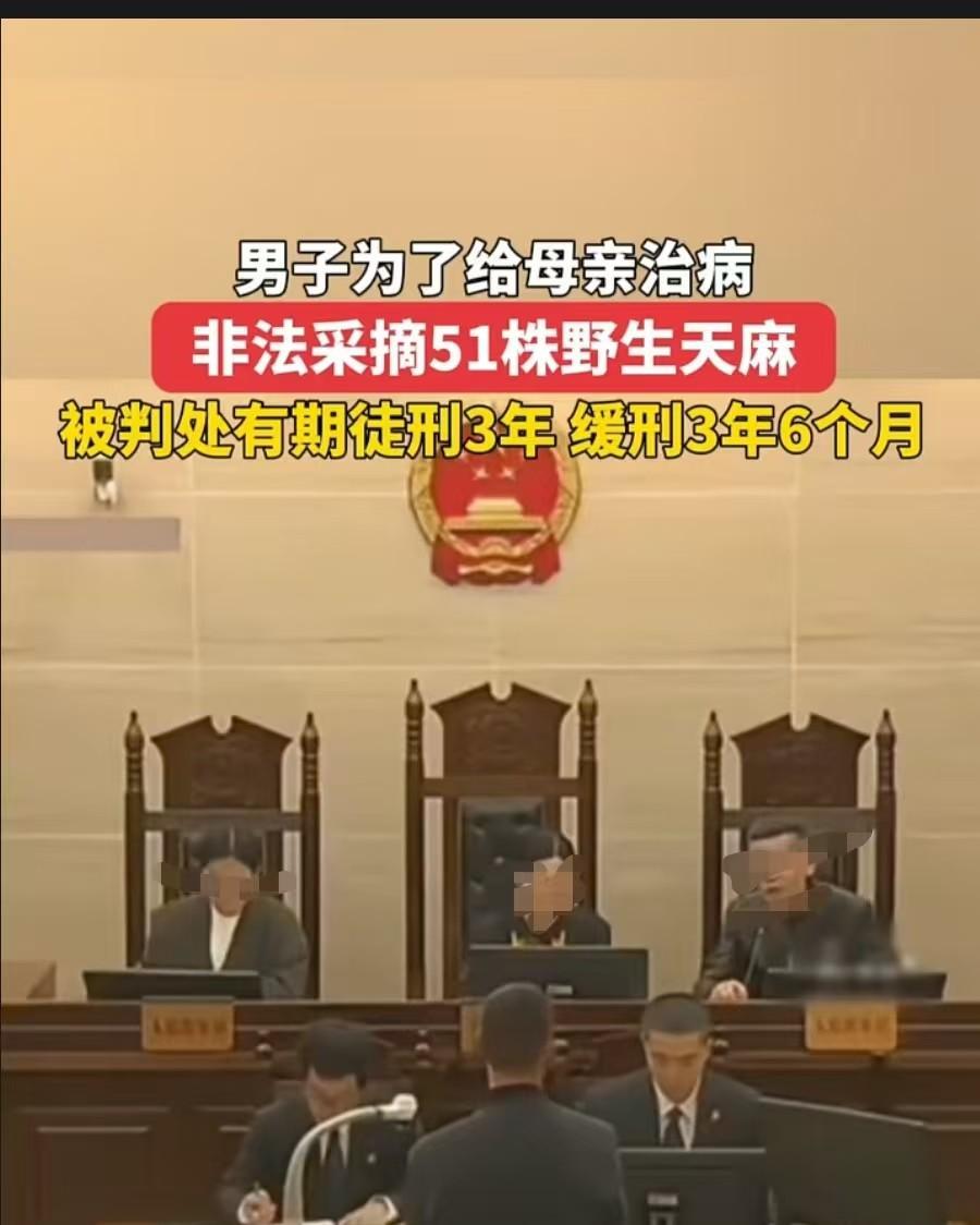 男子为了给母亲治病，采挖了51株野生天麻，被判三年有期徒刑，缓刑三年六个月，这引