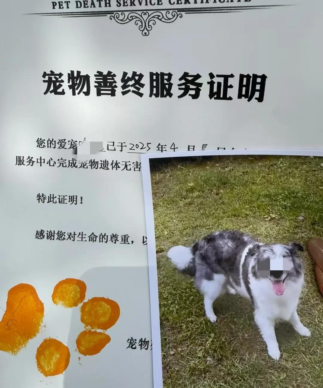 “宠物善终服务证”！
城市的养狗铲屎官也是够累，待一只宠物狗如同自己的家人一样，
