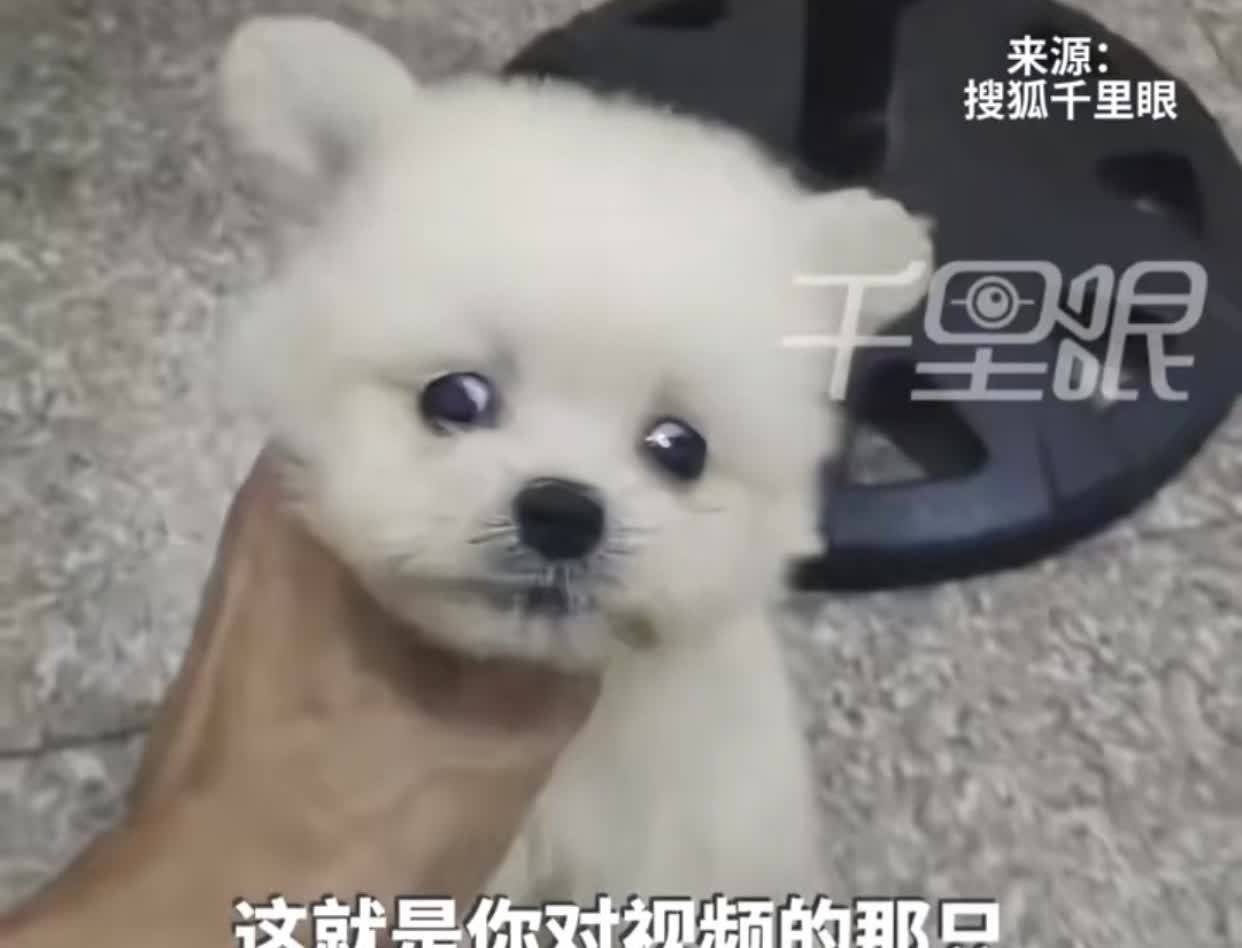 近日一男子网上买小狗，收到后嫌“货不对板”，掐狗脖子泄愤并发给卖家。

据视