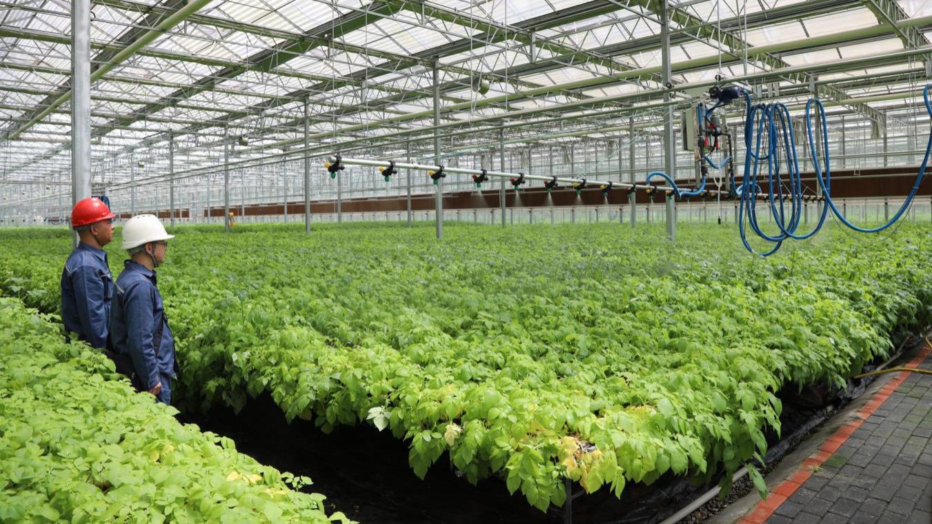 贵州电网毕节供电局“四链协同”电力保障助力马铃薯产业全链条升级