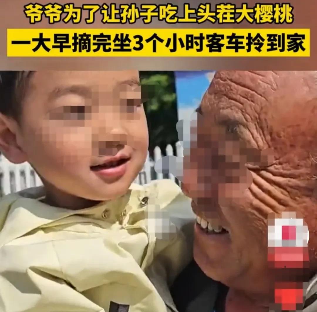 爷爷为了让孙子吃到，头茬儿最大最新鲜的樱桃，一大早从自己家地里，摘了两大箩筐樱桃