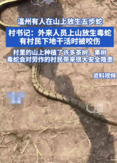 温州，外来人员在山上放生五步蛇，有村民险些被毒死！村干部回应：山上有很多茶树果树
