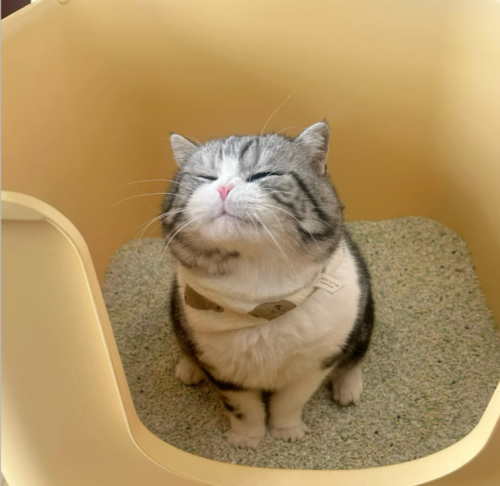 3个月小猫突然拉稀？养宠人亲测急救法来了