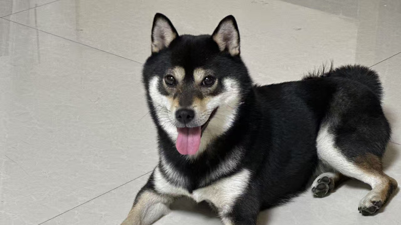 千元寻狗 西安市未央区盐东小区门口附近丢失柴犬一只