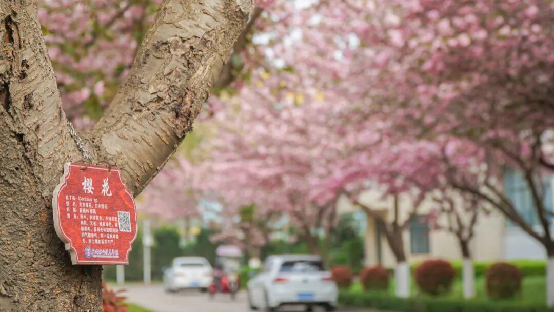 你或许不认识我，却一定熟知我的母校