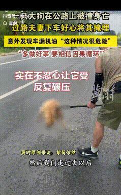“也许这就是因果吧！”内蒙古，一对夫妻在公路上，看见一只大狗被撞身亡，夫妻俩不忍