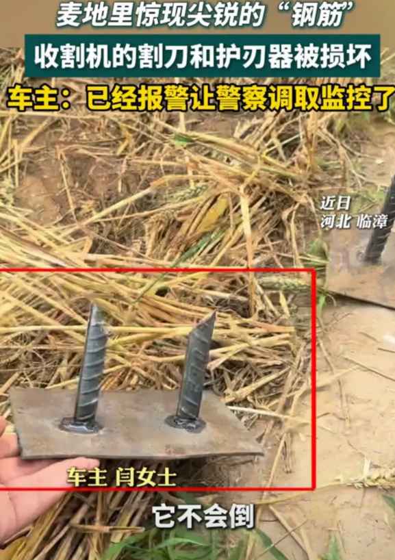 缺德！近日河北临漳，女子驾驶收割机割麦子，竟然在地里发现了几根尖锐的钢筋。并且钢