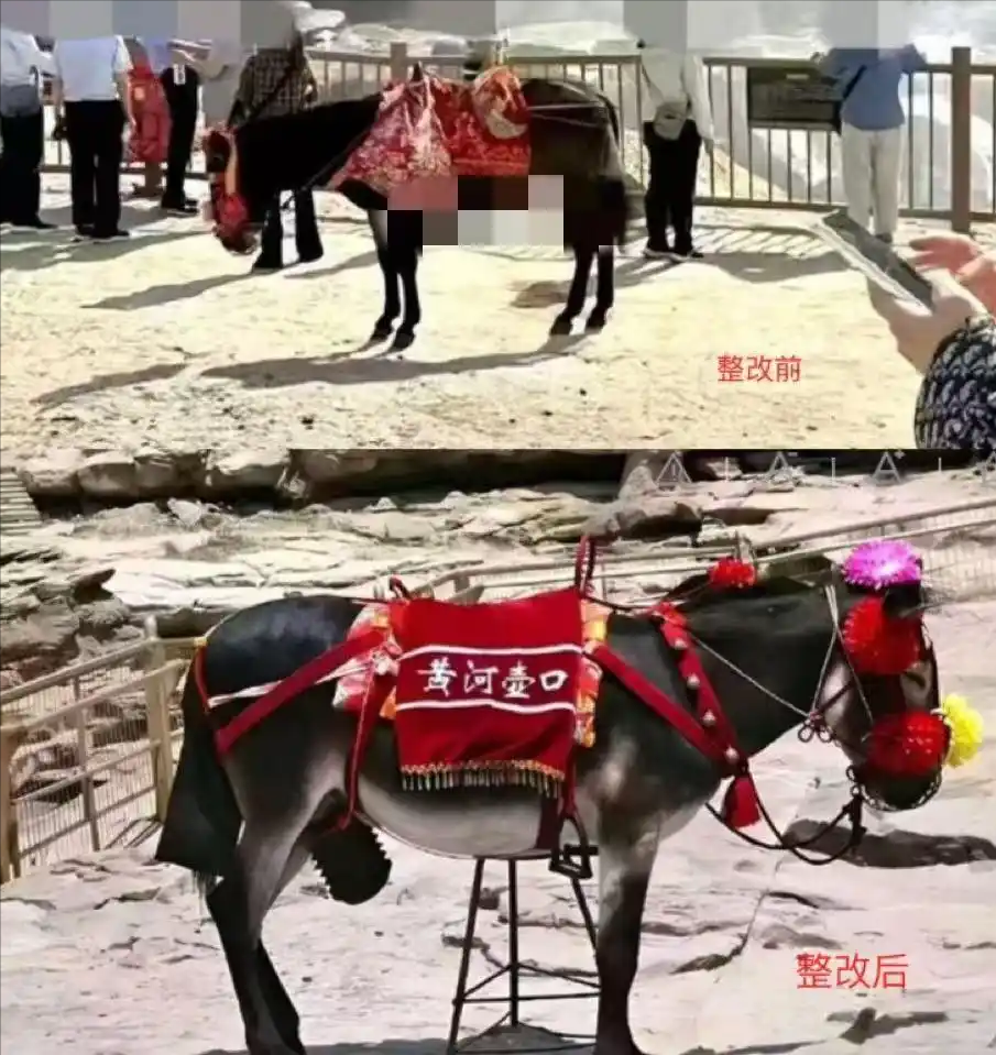 给毛驴穿裤衩子？假的！最近，有网友发帖称，有家长在黄河壶口瀑布景区陪孩子骑驴时，