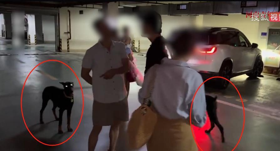 “必须严惩！”7月18日，江苏镇江，2条未栓绳的大狗扑向小孩，家长看到后急忙驱赶