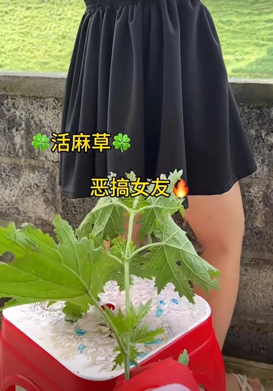 兄弟太“舍得”，一个“行为”就把女朋友“拱手让人”了。刷到一个视频，一个男的恶搞