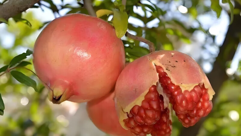 被央视力推的石榴有多好吃？