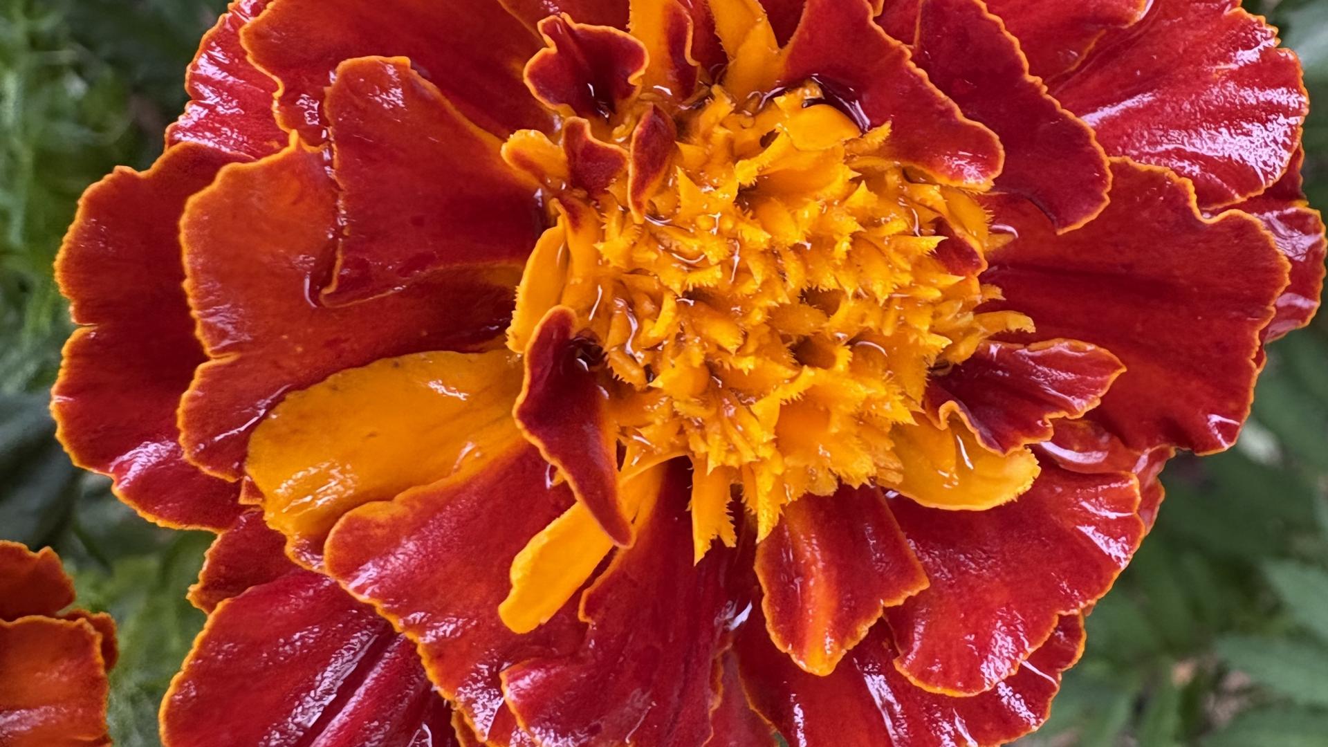 2025乙巳蛇年每日通盛及各生肖运势11月15日