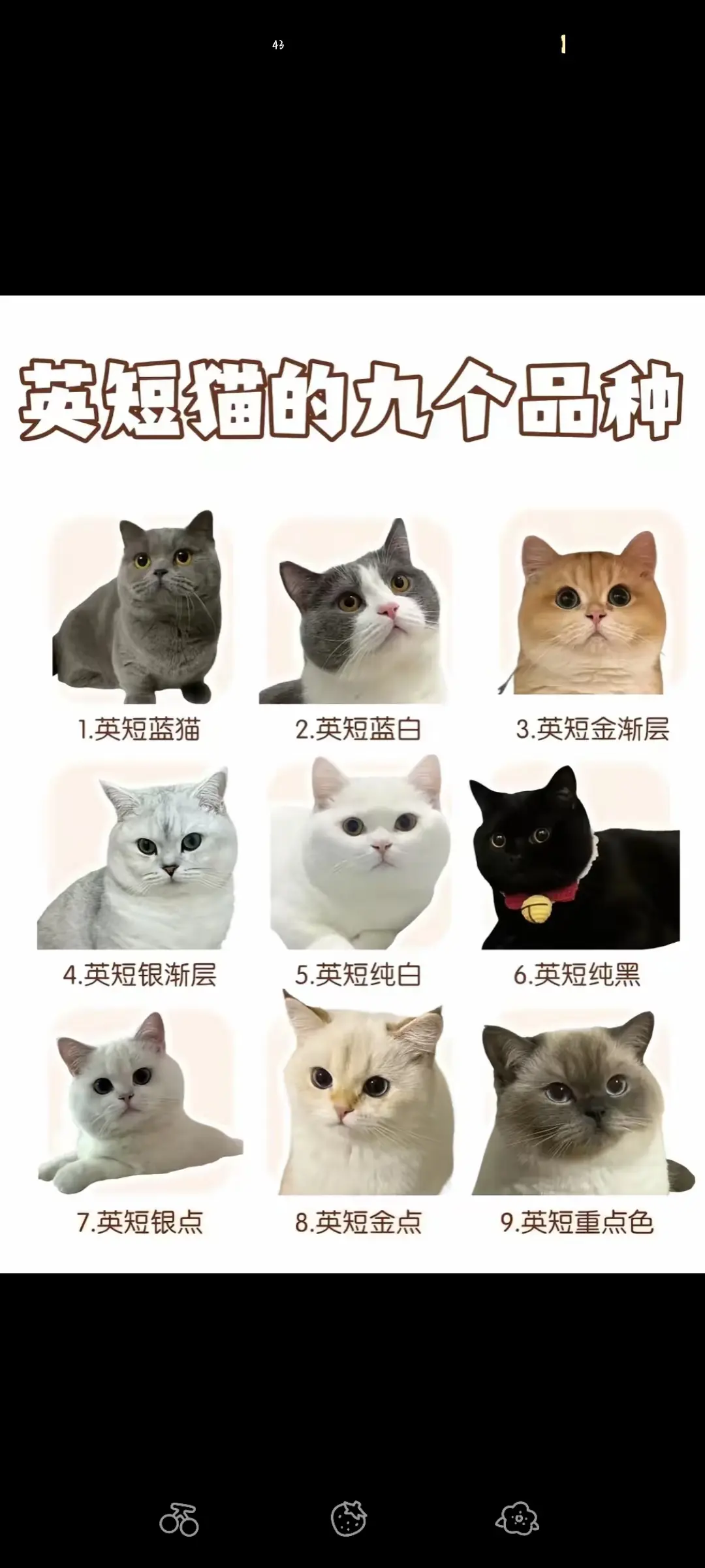英短猫的九个品种，你喜欢哪种？