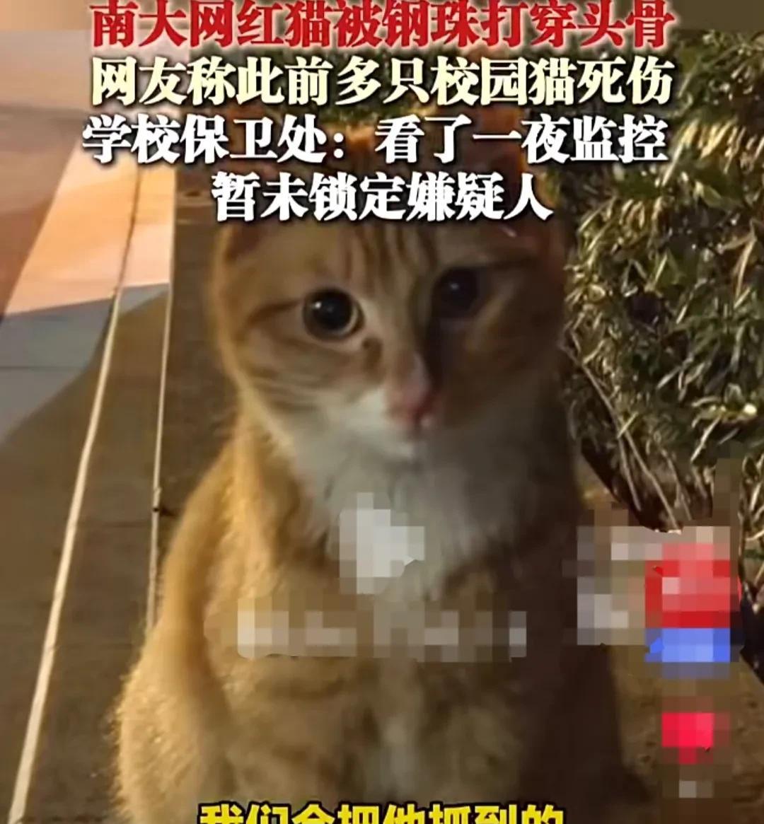 南京大学一只网红猫大橘，5月20日这天早晨，被同学发现受伤了，头上有血痕，嘴角也