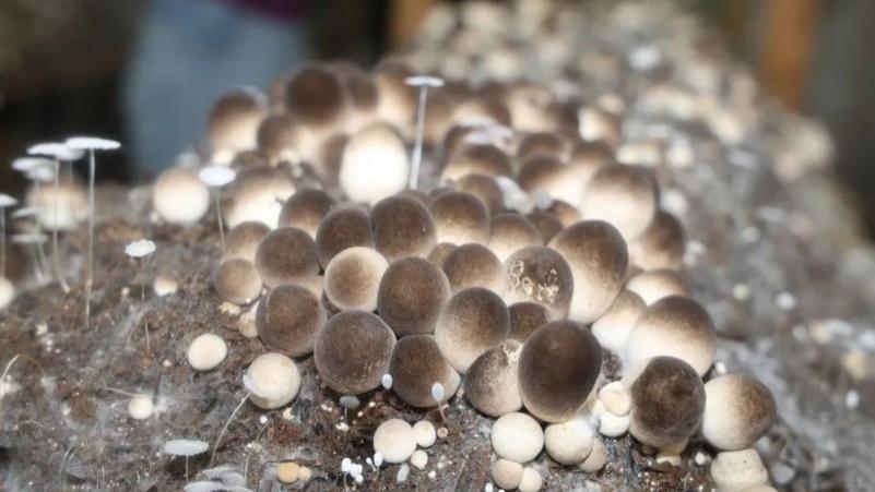 废弃厂房长出“致富菇”，这个社区巧破增收难题