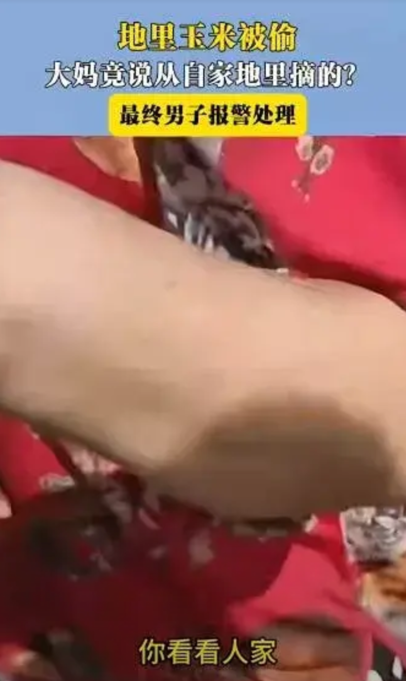 河北正定，男子种的玉米马上成熟，可最近却经常被人偷，而且不是少三两个，而是几十个