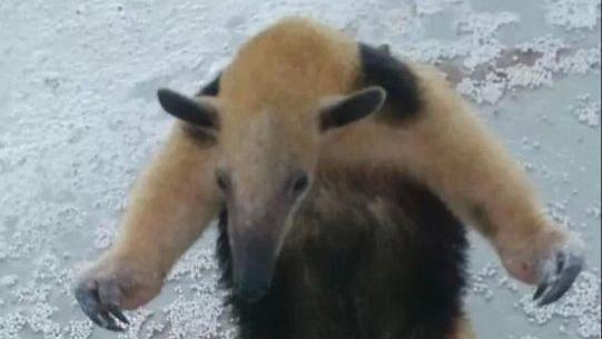 圣路易斯第一次见到食蚁兽