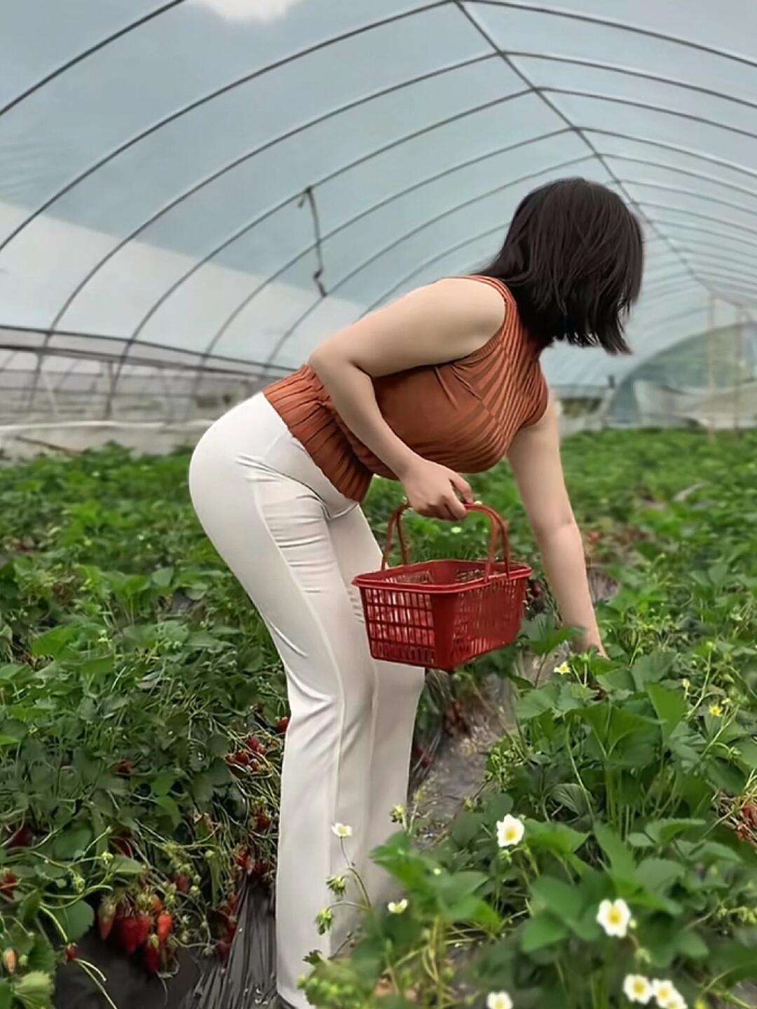 周末要去草莓园摘草莓啦