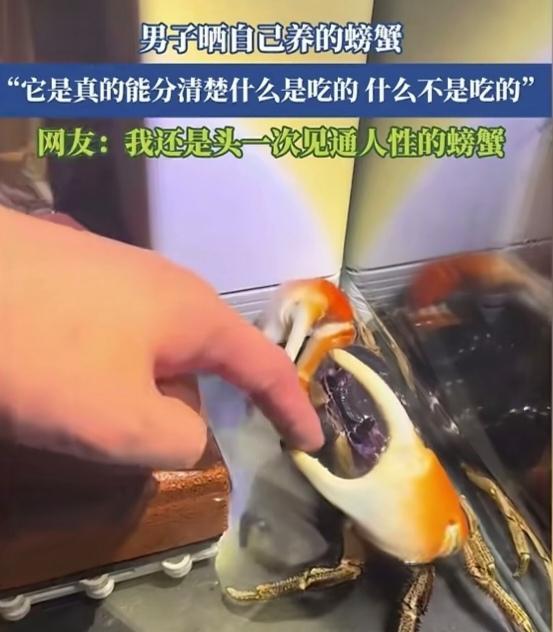 在饲养的宠物当中，一般都认为只有狗和猫是最通人性的，没有听说过螃蟹也通人性，但是