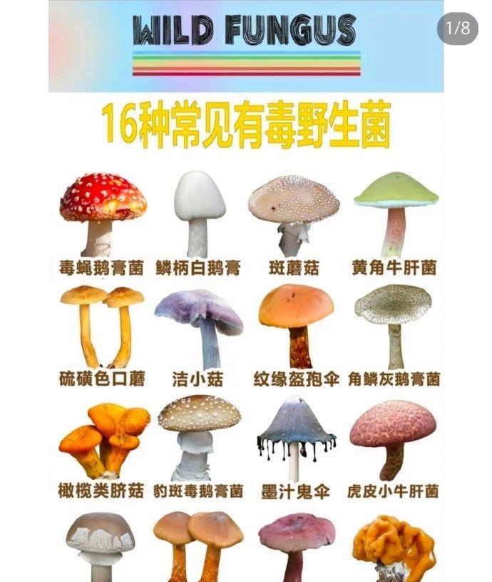 #网红称婆婆吃邻居送的蘑菇中毒身亡#