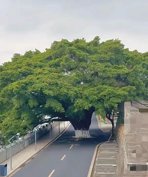 只要自己强大，有时候路让你！