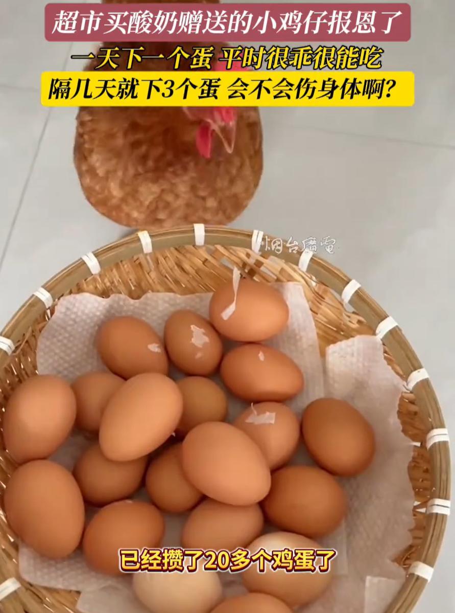 “赚大了！”山东青岛，女子去超市买酸奶时，被赠送了一只小鸡仔，万万没想到，养了几