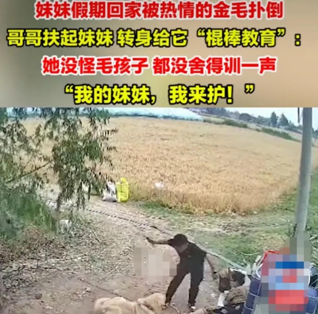山东济宁，妹妹因为上学，一个多月没有见到家里的金毛狗狗。
端午假期，妹妹便特意回