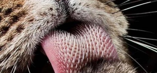 2015年俄罗斯滨海动物园发生了一起意外事件。



饲养员伊万清洁虎舍时，被东