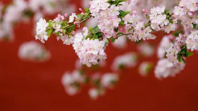 一眼万年，海棠落琼眸
